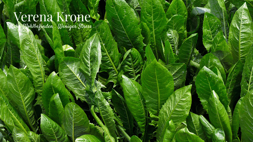 Bitterstoffe für mehr Energie Mit diesem Rezept schmecken sie richtig gut.